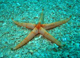 _Narcissia trigonaria_    Sladen, 1889