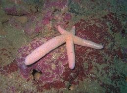 _Linckia guildingi_    Gray, 1840