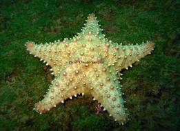 _Oreaster reticulatus_    (Linnaeus, 1758)