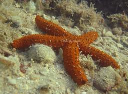 _Othilia brasiliensis_    (Müller & Troschel, 1842)