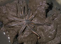 _Luidia senegalensis_    (Lamarck, 1816)