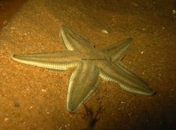 _Astropecten marginatus_    Gray, 1840