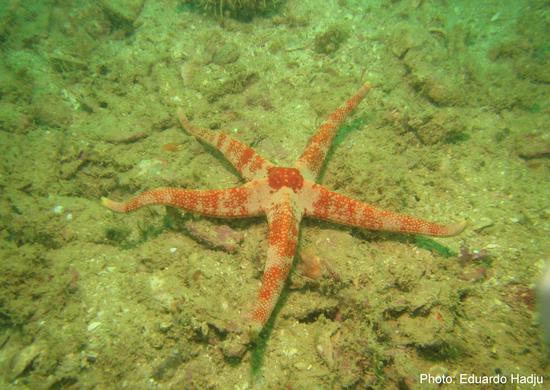 Review of the genus _Narcissia_ Gray, 1840: from morphology to taxonomy